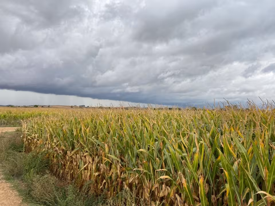 Campo de maiz (Foto MAPA)