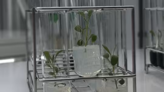 Tubos de ensayo en uno de los experimentos con plantas arom&aacute;ticas (Foto CARM)