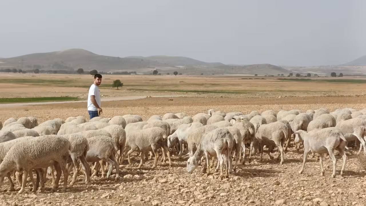Un joven ganadero con su reba&ntilde;o en la Regi&oacute;n de Murcia (Foto CARM)