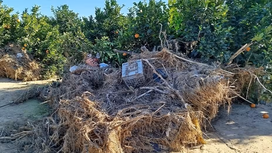 Da&ntilde;os en naranjos en Algemes&iacute; tras el paso de la DANA (Foto AVA-Asaja)