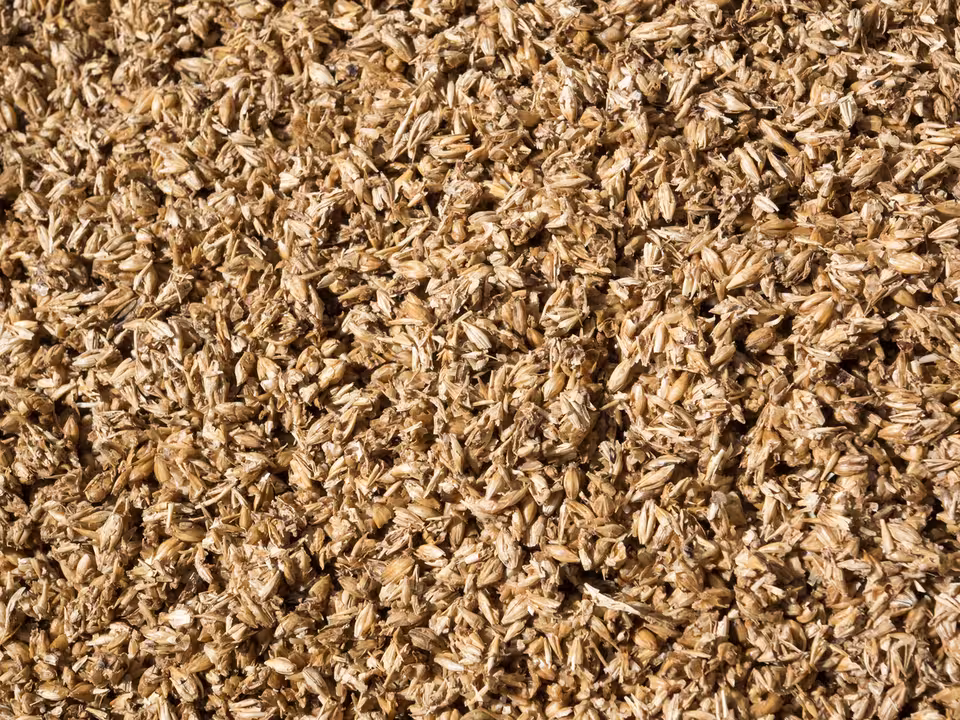 El bagazo se utiliza principalmente como alimento para el ganado o como fuente de energ&iacute;a en las f&aacute;bricas de cerveza (Foto iSTOCK para el CSIC)