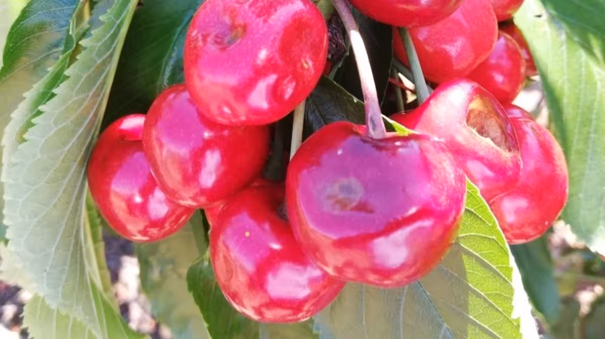 Detalle de da&ntilde;os en por granizo en el cultivo de cereza (Foto Agroseguro)