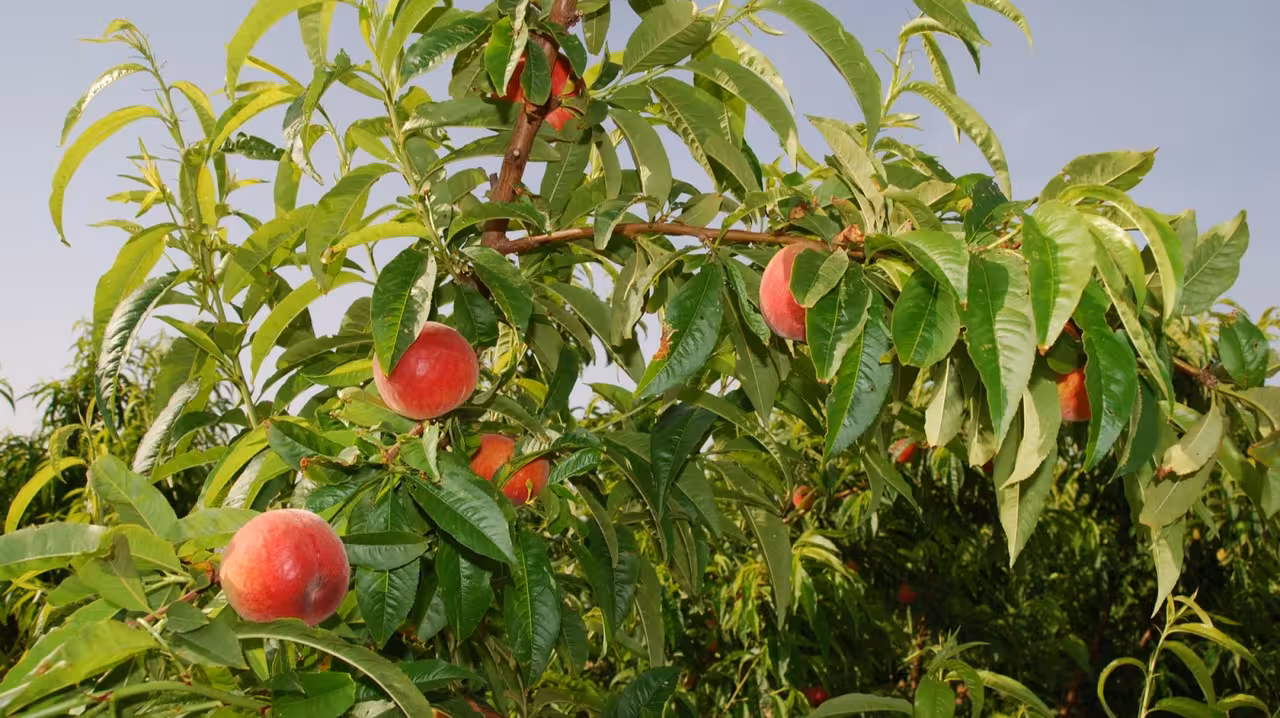 Melocotones en &aacute;rbol (Foto CARM)