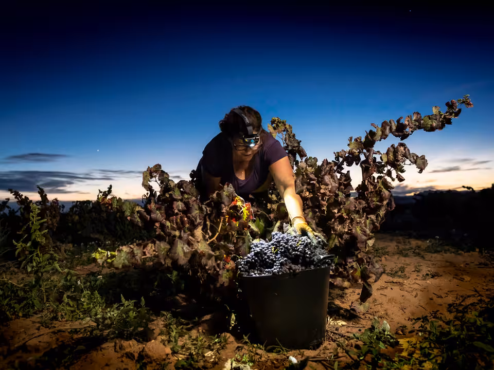 Primer Premio del Concurso de Fotograf&iacute;a del Mundo Rural (Autor Juan Miguel Ortu&ntilde;o). Mujer realizando una vendimia nocturna en Yecla (Murcia)