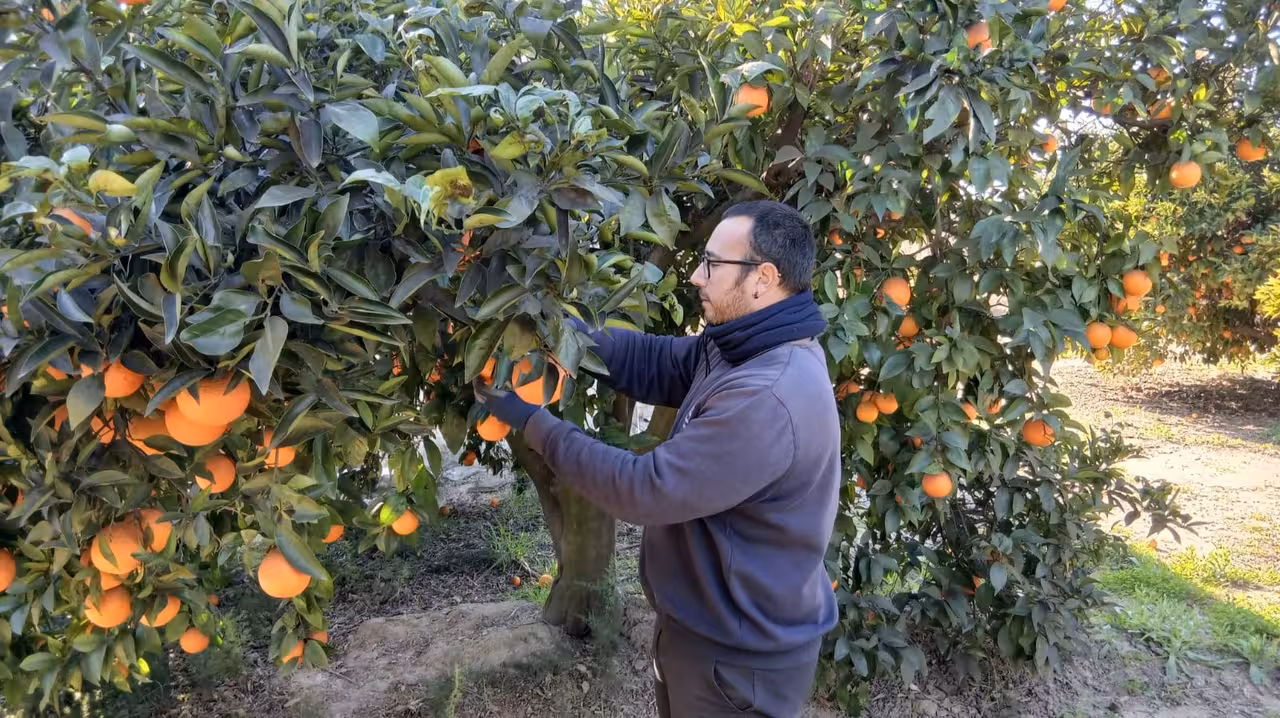 Joven agricultor Dani Carbonell trabajando en el campo (Foto La Uni&oacute;)