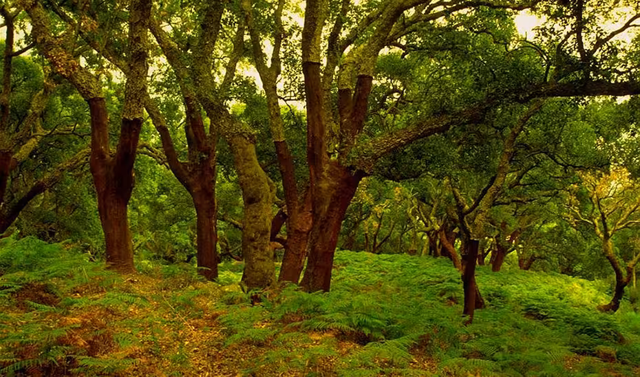Ejemplares de alcornoques descorchados en el Parque Natural de los Alcornocales en C&aacute;diz (Foto Junta de Andaluc&iacute;a)