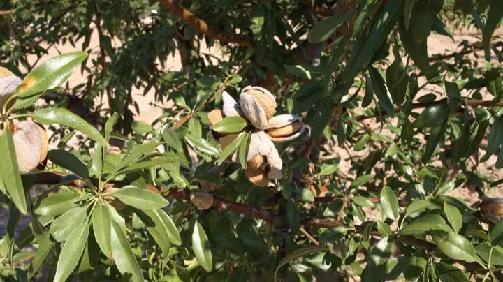 Almendro de floraci&oacute;n tard&iacute;a (Foto CARM)