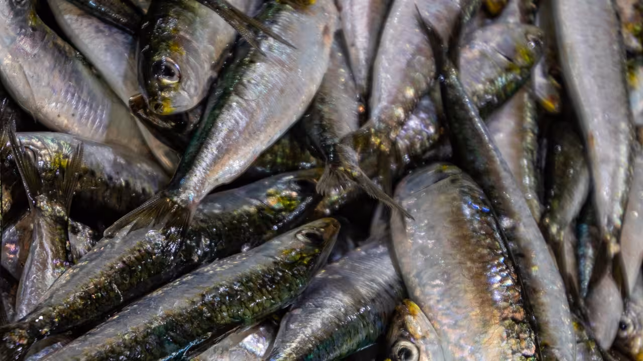 Sardina ib&eacute;rica (Foto CARM)