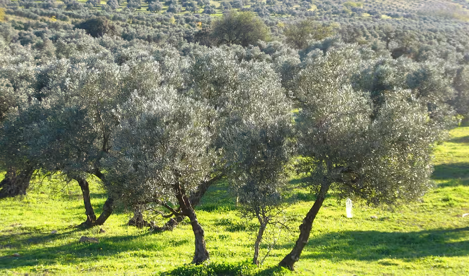 Olivos ecol&oacute;gicos (Foto Junta Andaluc&iacute;a)