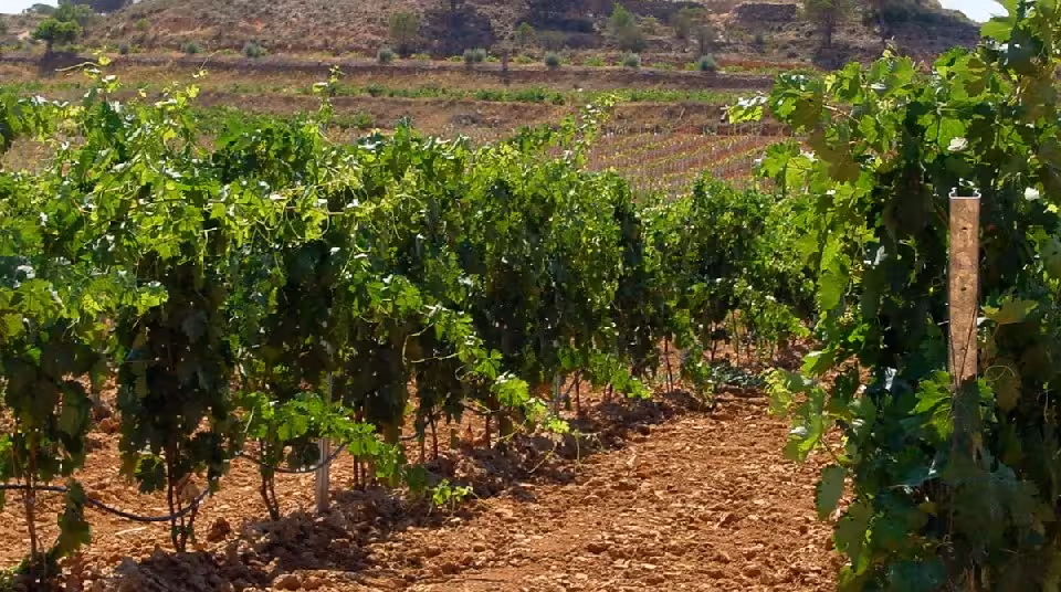 Vi&ntilde;edo (Foto Asaja Castilla-La Mancha)