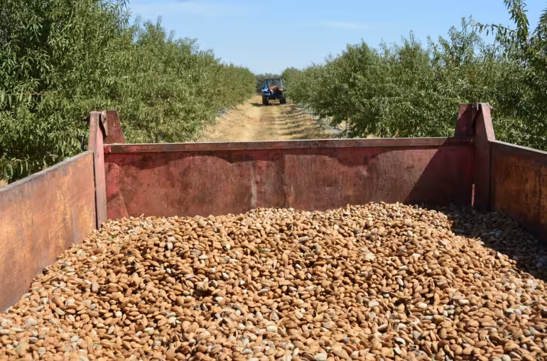 Cosecha de almendra (Foto Asaja Sevilla)