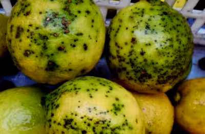 Limones con mancha negra (Foto La Uni&oacute;)