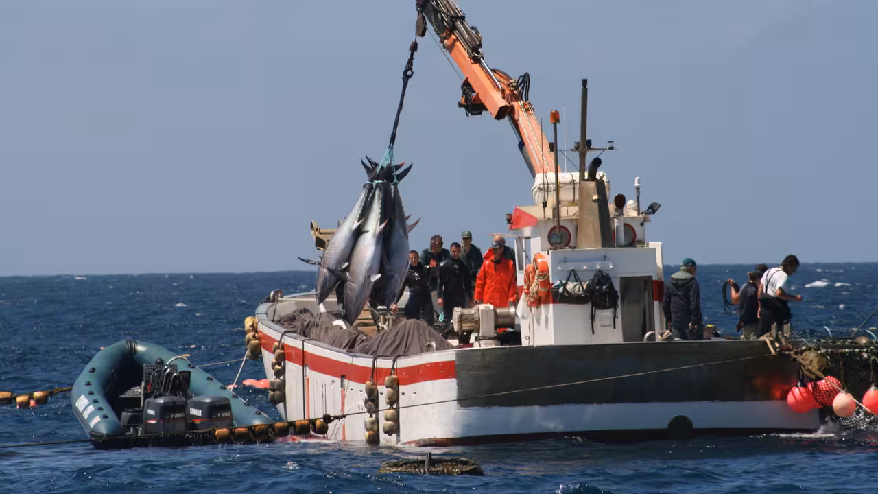 Pesca del at&uacute;n (Foto MAPA)