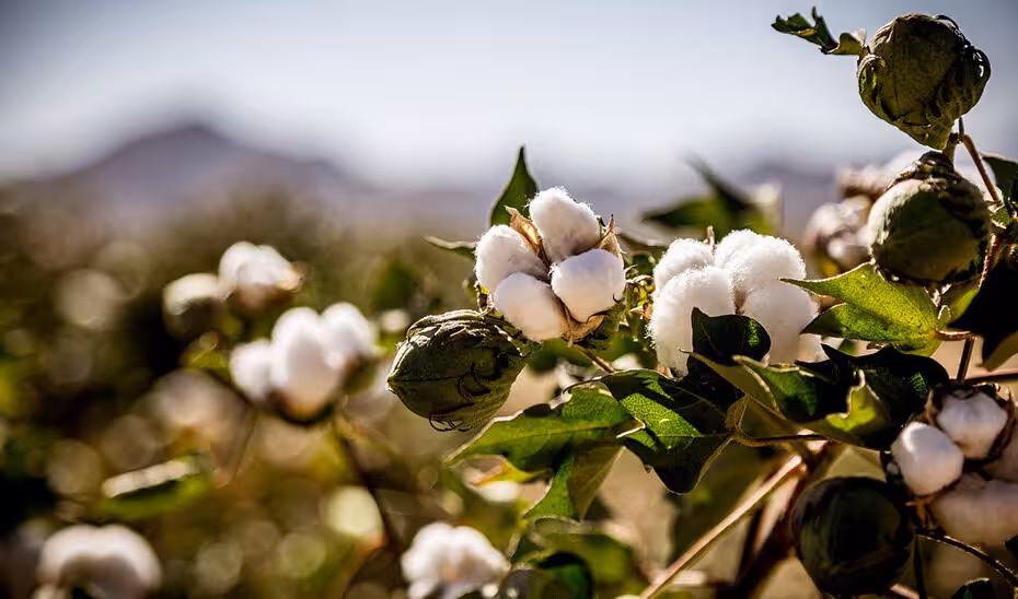 Producci&oacute;n de algod&oacute;n (Foto Junta de Andaluc&iacute;a)