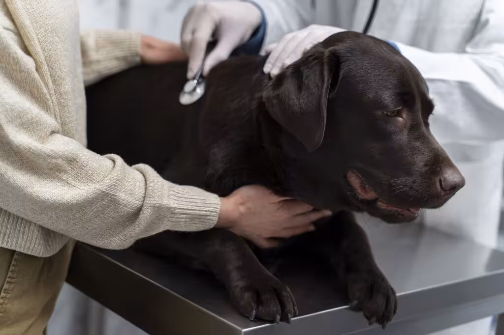 Atenci&oacute;n veterinaria (Foto ColVet)