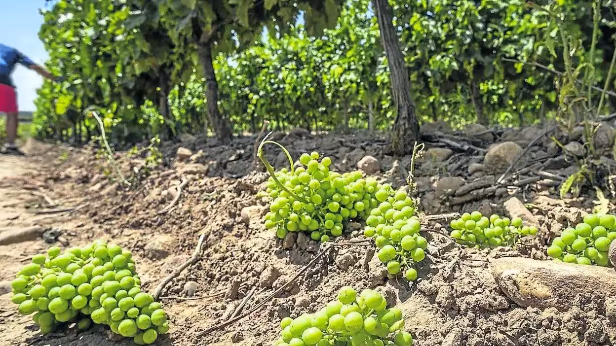 Uvas de vinificaci&oacute;n en el suelo de un vi&ntilde;edo (Foto La Uni&oacute;)