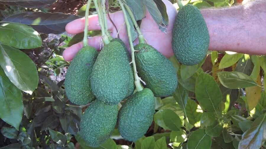 Aguacates en &aacute;rbol (Foto AVA-Asaja) Archivo