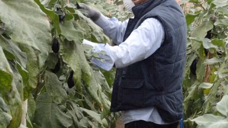 Trabajador en un invernedero de Almer&iacute;a (Foto Asaja)