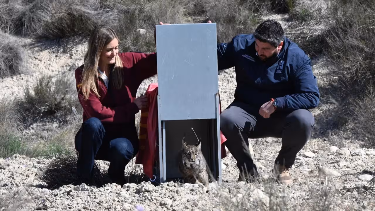 Sara Aagesen y Fernando L&oacute;pez Miras liberan en Lorca al lince 'Verdad' (Foto CARM)