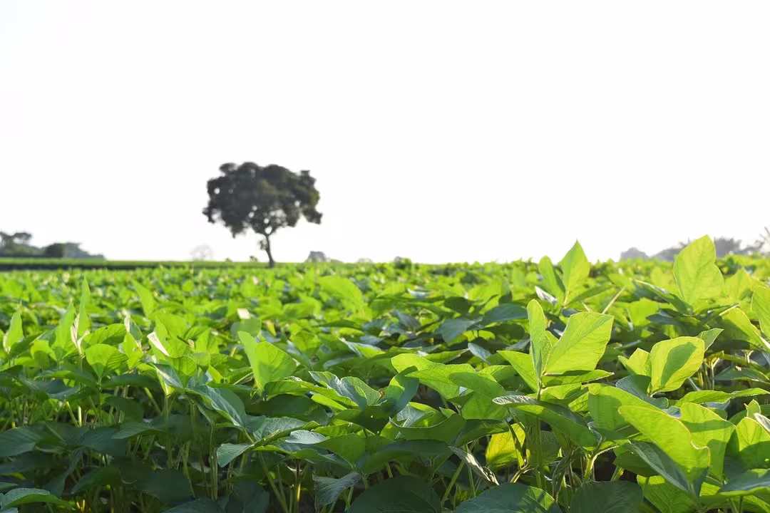 Cultivo de soja (Imagen de Brian Montenegro en Pixabay)