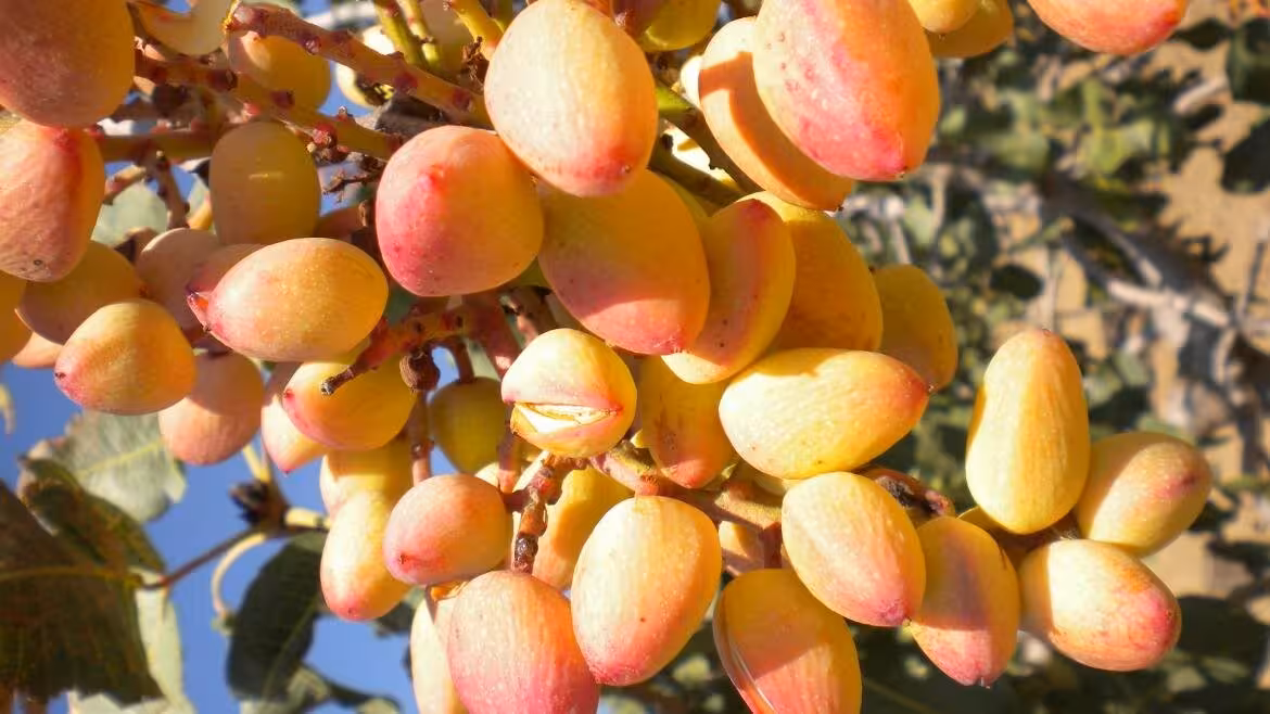 Cultivo de pistacho (Foto Comunidad de Madrid)