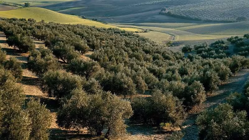 Olivar (Foto Cooperativas Agroalimentarias)