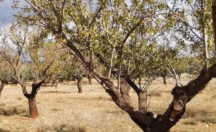 Almendros (Foto Asaja Albacete)