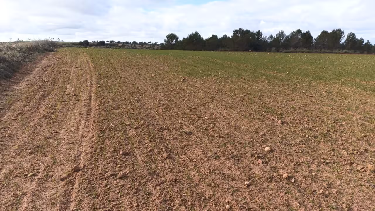 Da&ntilde;os en el cereal comido por conejos (Foto Asaja CLM)