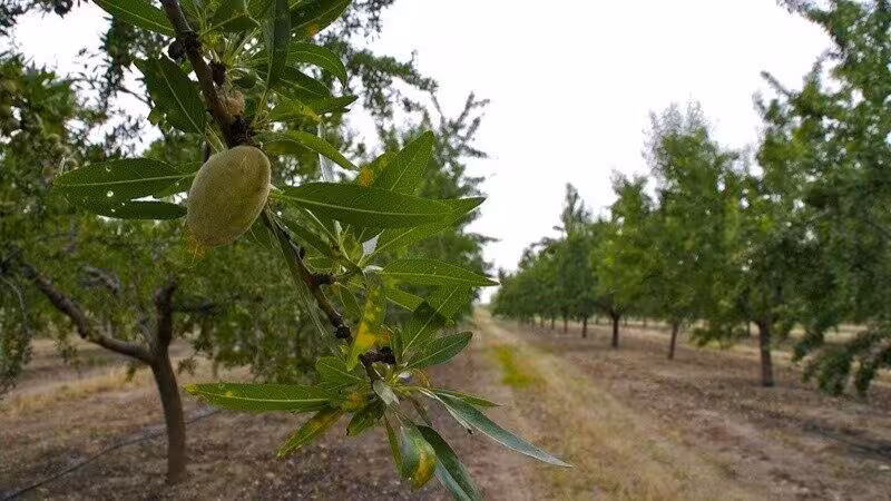 Cultivo de almendros (Foto Junta de Andaluc&iacute;a)