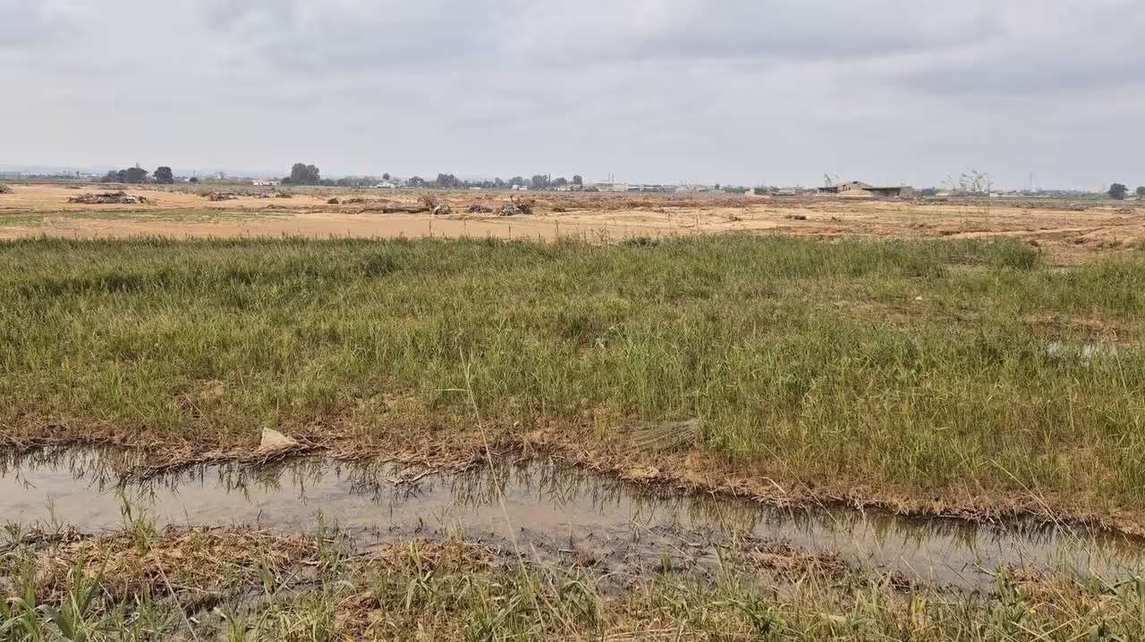 Da&ntilde;os en los arrozales de La Albufera por la DANA (Foto MAPA)