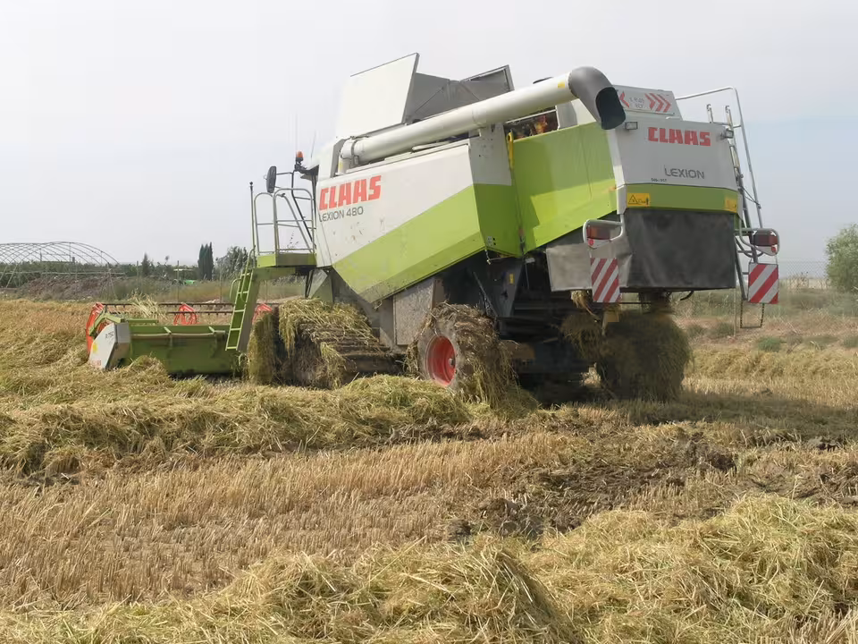 Siega del arroz (Foto La Uni&oacute;)