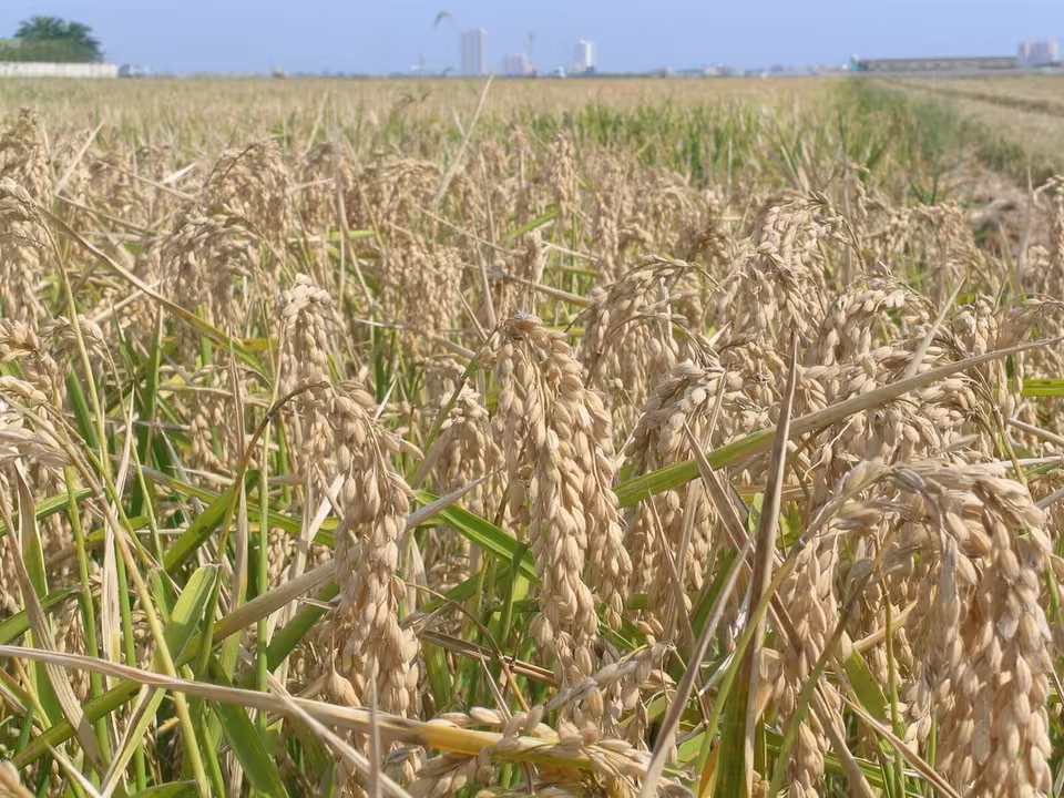 Cultivo de arroz en La Albufera de Valencia (Foto La Uni&oacute;)