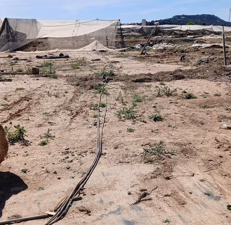 Robos en el vivero Vivercid afectado por la DANA (Foto AVA-Asaja)