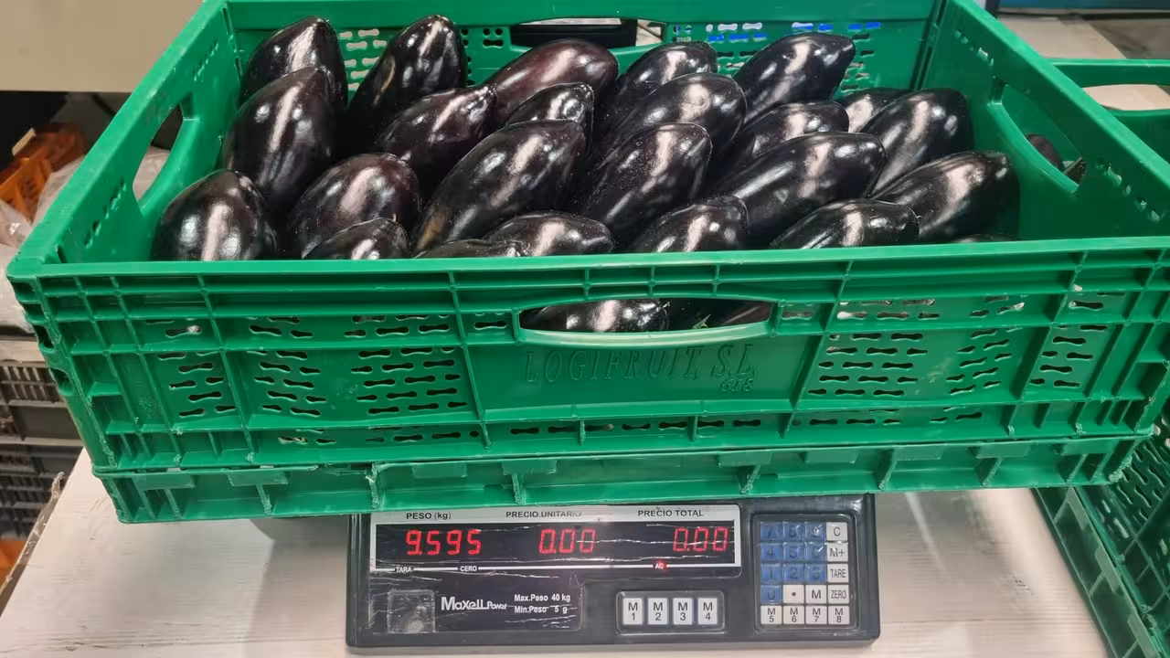 Inspecciones de berenjena (Foto Hortyfruta)