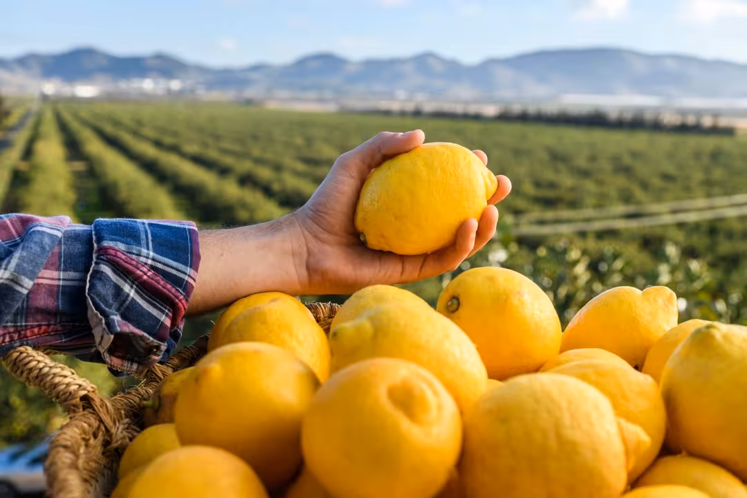 Limones Verna (Foto Joaqu&iacute;n Zamora/Ailimpo)