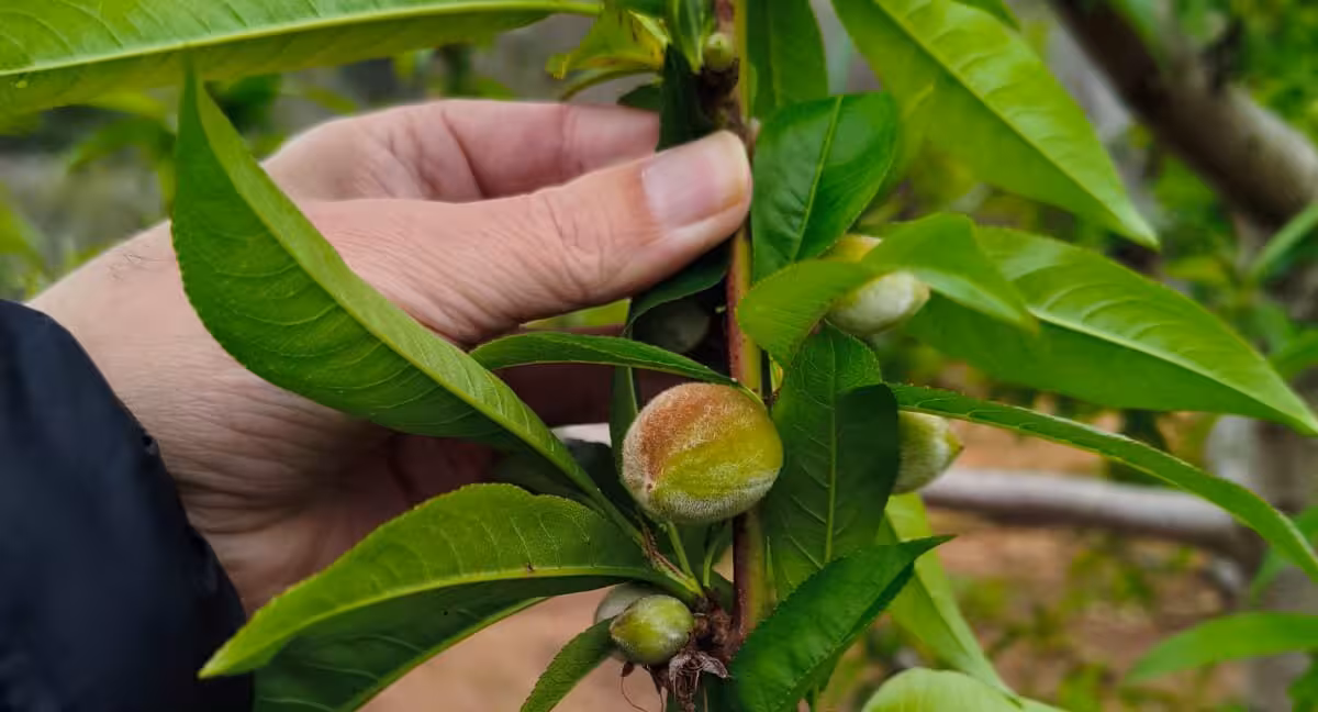 Fruta de hueso en &aacute;rbol (Foto AVA-Asaja)