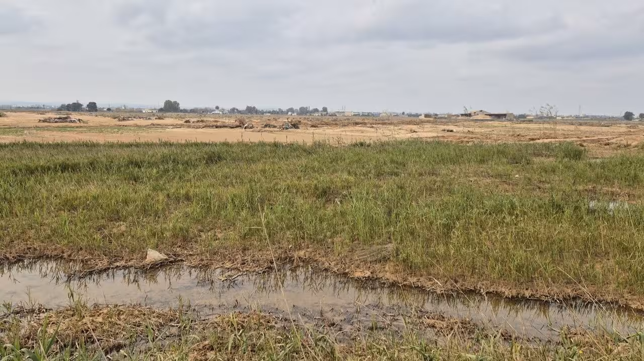 Arrozal (Foto MAPA)