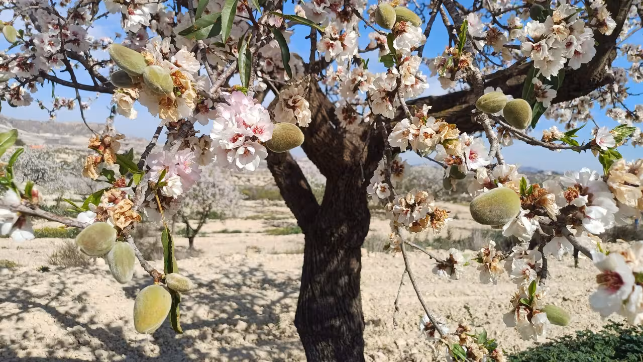 Almendros en flor en la provincia de Alicante (Foto Asaja Alicante)