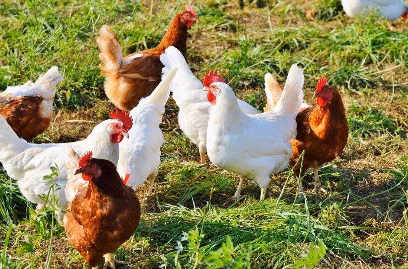 Gallinas criadas en el suelo (Foto Asaja)