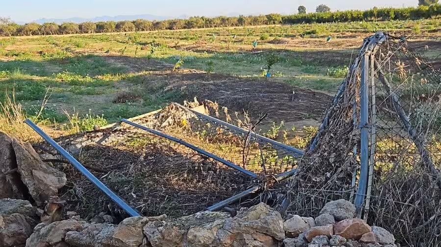 Da&ntilde;os por la DANA en una finca agr&iacute;cola (Foto AVA-Asaja)