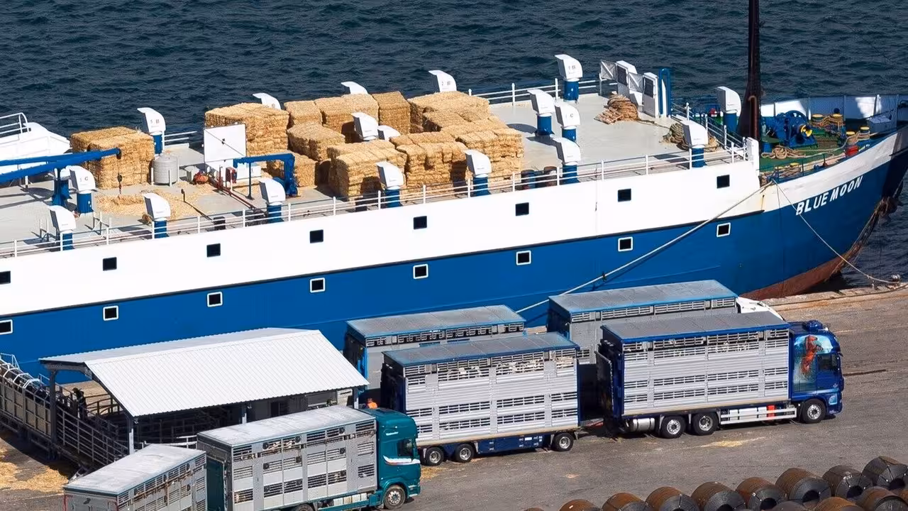 Exportaci&oacute;n de ganado vivo en el Puerto de Cartagena (Foto APC)