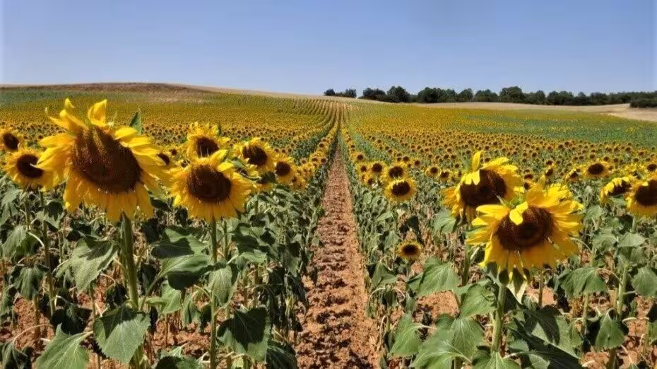 Cultivo de girasol (Foto Asociaci&oacute;n Espa&ntilde;ola del Girasol AEG)