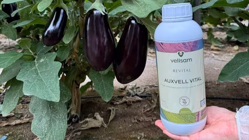 Auxvell Vital (Foto Vellsam Materias Bioactivas)