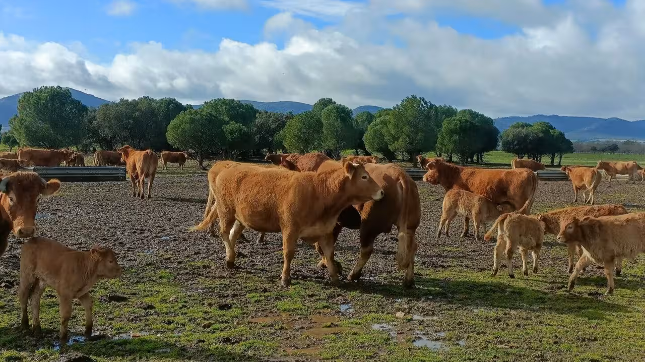 Bovino pastando en una ganader&iacute;a (Foto Asaja CLM)