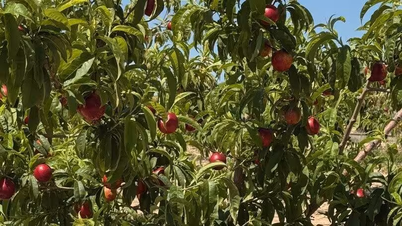 Fruta de hueso ecol&oacute;gica (Foto To&ntilde;ifruit/Bio Lobrot S. Coop)