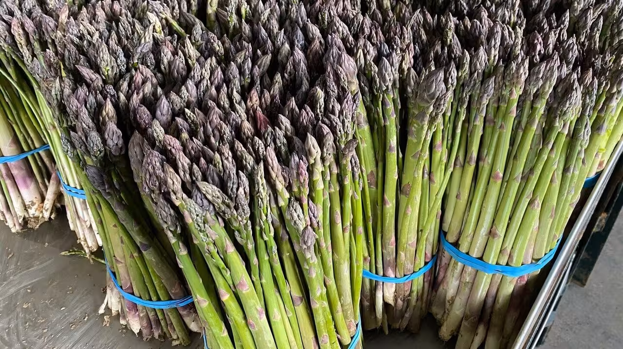 Esp&aacute;rrago verde (Foto Cooperativas AgroAlimentarias)