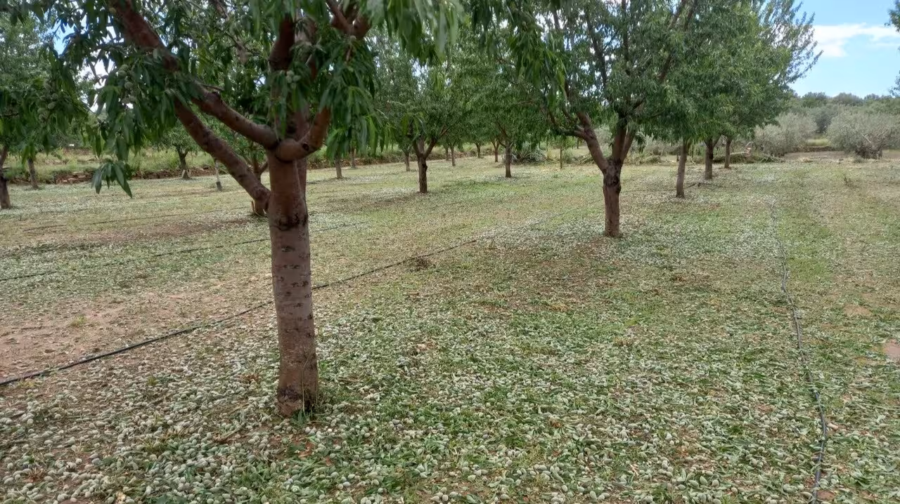 Da&ntilde;os por granizo en arbolado (Foto AVA Asaja)