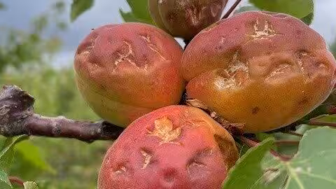 Da&ntilde;os en frutales por granizo (Foto AVA-Asaja)