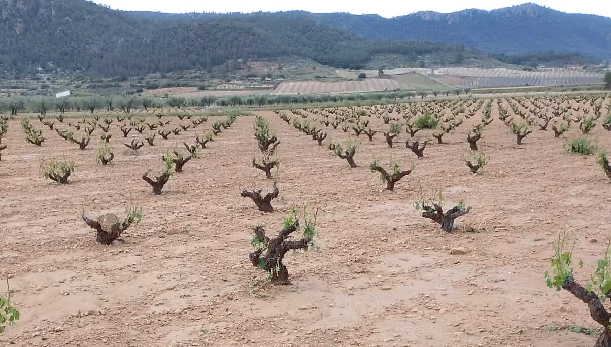 Da&ntilde;os en vi&ntilde;edo despu&eacute;s del granizo (Foto DOP Jumilla)