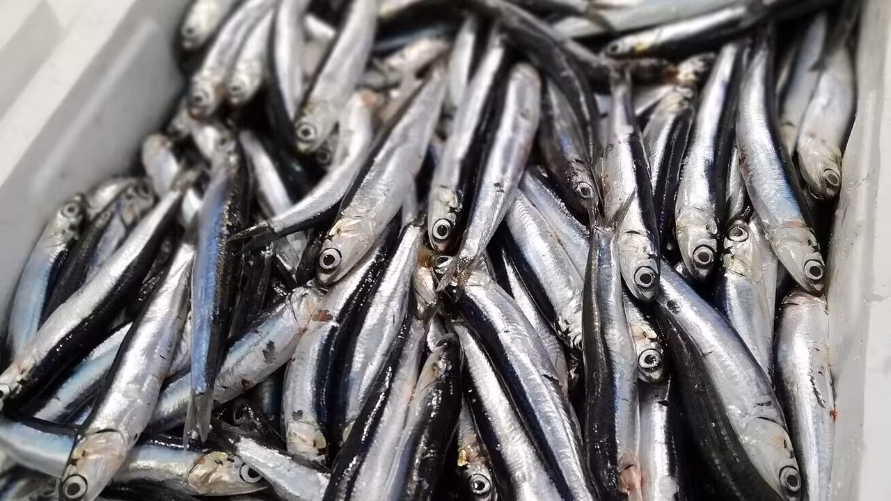 Capturas de anchoa (Foto MAPA)